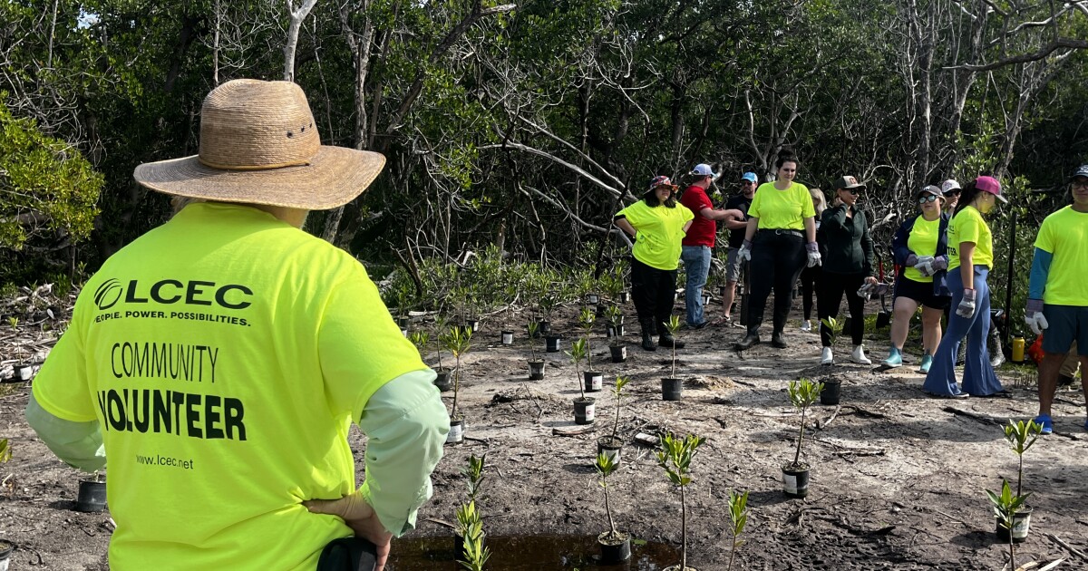 Delnor-Wiggins Pass State Park gets new mangroves to rebuild damage from Hurricane Ian
